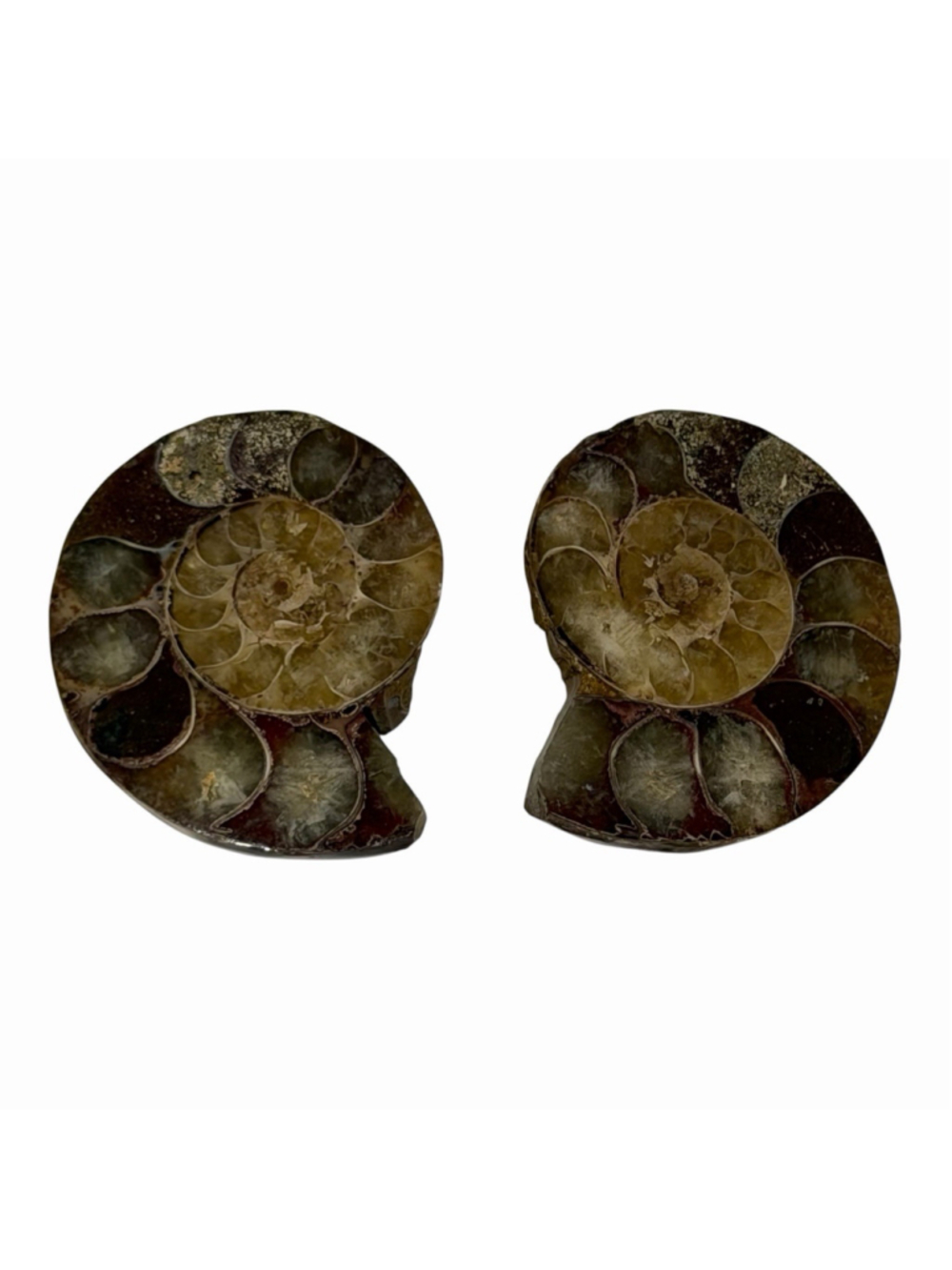 VTG Pair Polished Ammonite Fossil Halves Cut Split Shell Specimen Iridescent 2”